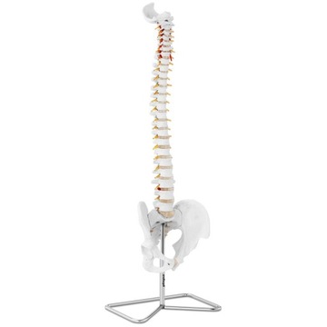 MODEL ANATOMICZNY KRĘGOSŁUPA Z MĘSKĄ MIEDNICĄ 1:1