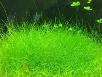 Eleocharis parvula