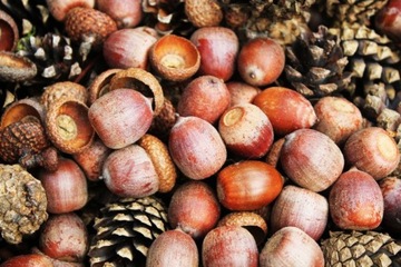 Żołędzie dębu nasiona dekoracja DIY 1kg naturalne świeże 340 szt ozdoba