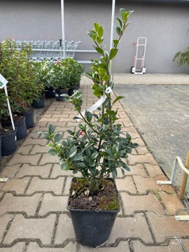 Ilex x Meserveae Hecenfee - Ostrokrzew C5