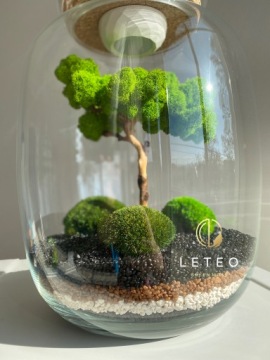 лес в банке мох бонсай хроботек растения из мха уникальный подарок премиум класса