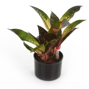 Комплект ГИДРОПОНИКА с крышкой Corona 11/9 в сборе