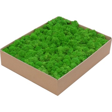 Mech Chrobotek PREMIUM Jasnozielony Karton 1kg