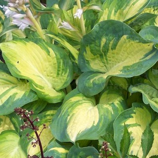 Hosta FUNKIA GREAT EXPECTATIONS L ZielonoŻółt liść wys od 04.03.2024