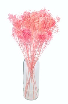 Suszone kwiaty Broom Bloom różowy żarnowiec suszki bukiet do dekoracji