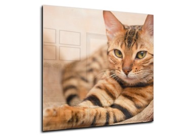 dekor szkło panel hartowany HD 70x70 kot