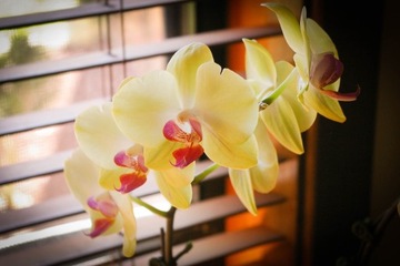 COMPO NAWÓZ KĄPIEL SPA DO STORCZYKÓW ORCHIDEI