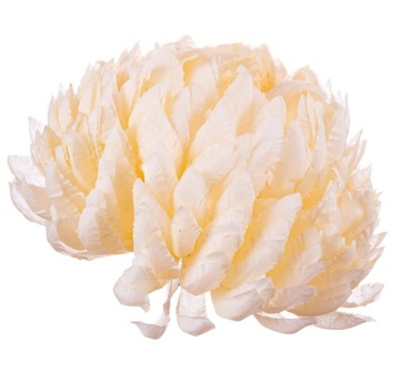 Chryzantema ananas kremowo waniliowa