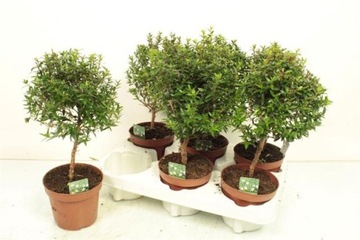 Mirt Myrtus Communis Ø12 30cm kula na pniu