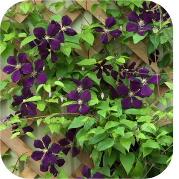 УДОБРЕНИЕ ДЛЯ СЛИВОЧНОГО ДЕРЕВА 1КГ, ГРАНУЛЯТ, БОГАТЫЙ NPK СОСТАВ 12-8-16, ЭФФЕКТИВНОЕ