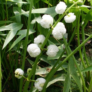 Flore Plena полноцветковая водяная стрела для пруда