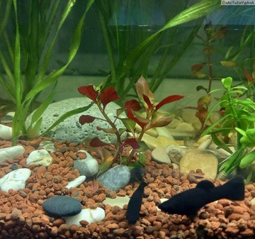 СУБСТРАТ ДЛЯ РАСТЕНИЙ КОРИЧНЕВЫЙ СУБСТРАТ ACTIVE SUBSTRATE 3L