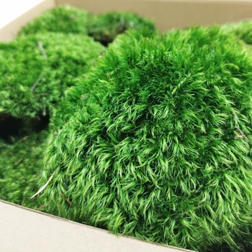 Подушка из болотного мха для Хроботека 0,25 м2