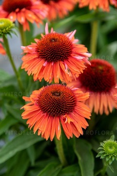 Jeżówka Meditation Orange kwitnie jak szalona Echinacea