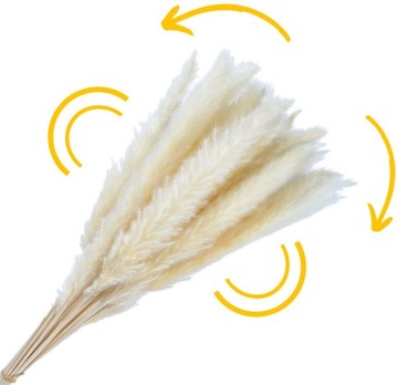 СУШЕННАЯ ТРАВА ПАМПАСА ДЛЯ ВАЗЫ, ДЕКОРАТИВНЫЕ ПАМПАСЫ