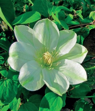 CLEMATIS WIELKOKWIAOWY GUERNSEY CREAM powojnik 1L