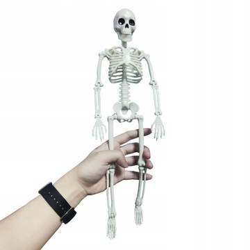 MODEL ANATOMICZNY SZKIELETU CZŁOWIEKA