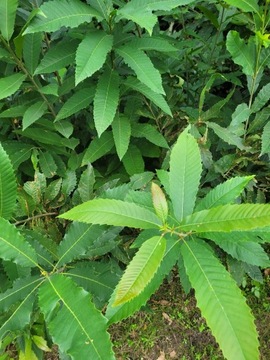 Саженцы каштана Castanea Sativa 80-120 см