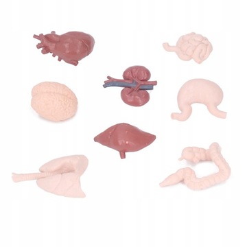 Имитационная модель анатомии тела органов человека