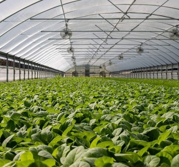 СЕТКА ДЛЯ ЗАЩИТЫ НАСЕКОМЫХ, СЕТКА ДЛЯ ОВОЩЕЙ, СЕТКА ДЛЯ РАСТЕНИЙ И ФРУКТОВ