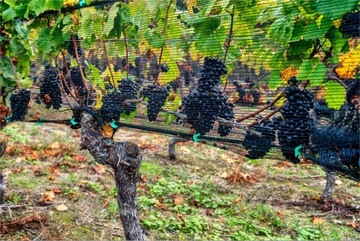 15x15м ЗАЩИТНАЯ СЕТЬ ОТ ПТИЦ ДЛЯ ВИШНИ