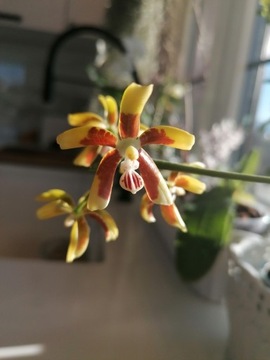 Phalaenopsis Fuscata pięknie pachnący