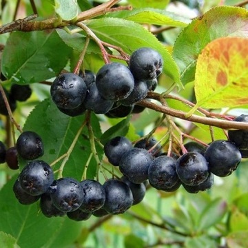 ARONIA CZARNOOWOCOWA BARDZO SMACZNE I DUŻE OWOCE