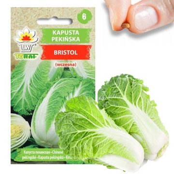 KAPUSTA PEKIŃSKA NASIONA KAPUSTY BRISTOL WCZESNA DUŻE SMACZNE GŁÓWKI 1G