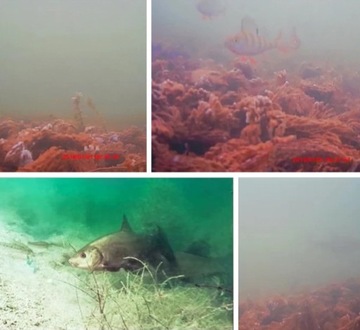 КАМЕРА ДЛЯ ПОДВОДНОЙ РЫБАЛКИ FISH FINDER камера-эхолот ПОЛЬША