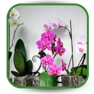 EKO Orchid Орхидейная среда с удобрением Bio