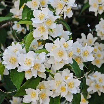 Jaśminowiec Rosace pachnące białe kwiaty 1L