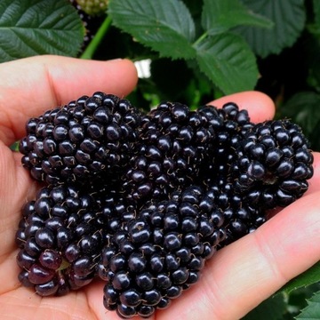 Jeżyna bezkolcowa Black Butte 2L ogromne owoce 5cm