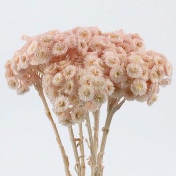 Kocanka Suszona Włoska (Helichrysum italicum) - Róż Perłowy