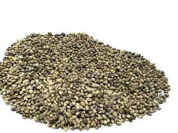 Konopie wędkarskie 1kg zanęta przynęta na ryby