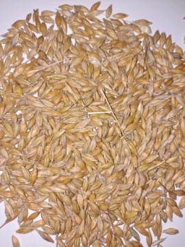 Зерно ячменя, кормовое