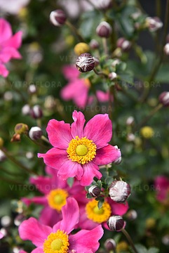 Zawilec Japońs Summer Breeze Vibrant Pink ANEMONE intensywnie rózowy