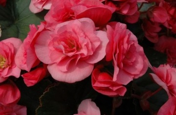 Begonia Solenia LIGHT PINK sadzonka 1szt