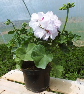 Pelargonia zwisająca pełna BIAŁA Temprano White Blush PP1