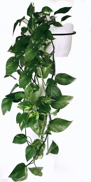 НАСТЕННЫЙ ДЕРЖАТЕЛЬ ДЛЯ ЦВЕТОЧНОГО ГАЗОНА ПОДСТАВКА ДЛЯ ЦВЕТОВ ВЕСЕЛКА ДЛЯ ЦВЕТОВ МЕТАЛЛ 16 СМ, 3 шт.