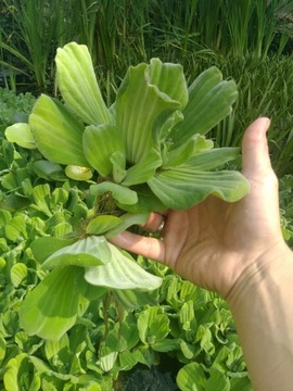 10 x DUŻA SADZONKA Pistia Pływająca do oczka