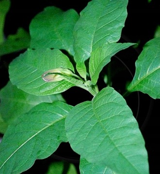 Паслен (Atropa Belladonna)* Семена