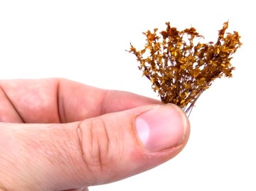 Tall Shrubbery - Dry Natural - высокие кустарники