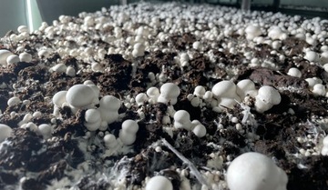 МЕГА НАБОР ДЛЯ ВЫРАЩИВАНИЯ ГРИБОВ, ТАЙНА 10КГ, 3-ФАЗНЫЙ