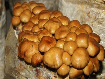 Намеко – ЖИДКОСТЬ MYPLIA 10мл