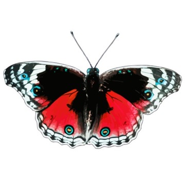 Naprasowanka Motyl Termo Naklejka Aplikacja do 20cm