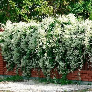 RDEST AUBERTA - NAJSZYBCIEJ ROSNĄCE PNĄCZE!