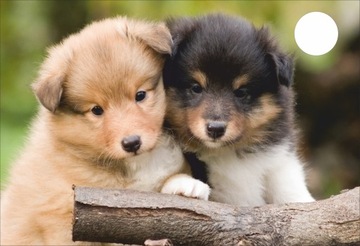 MATA na biurko MICKE DLA DZIECI 73x50 PIESKI PSIAK