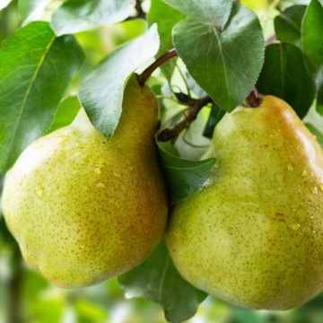 Yodeyma perfume amir 50 мл