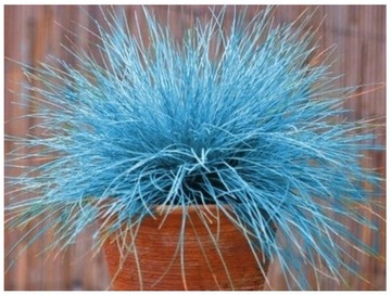 kostrzewa Sina Niebieska Trawa (Festuca Glauca) nasiona 100 sztuk