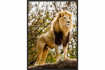 OBRAZ plakat 70x50 król lew dzikie zwierzę poster